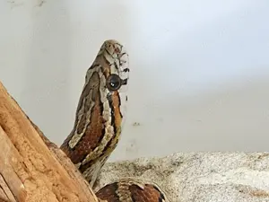 Kornnattern Paar 