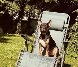  Deckrüde Miniatur Bullterrier    Heyhey  (2 Jahre) 