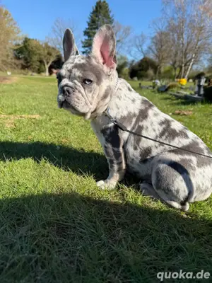 Französische Bulldoggen Hündin 