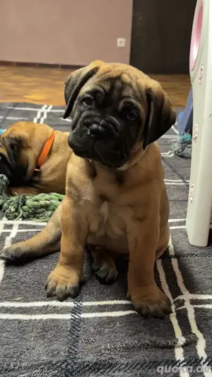 Bullmastiff Welpenplanung Herbst 2025