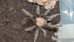 1.0 B.albiceps Vogelspinne 