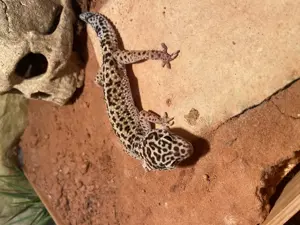 Leopardgecko Bold Bandit Weibchen