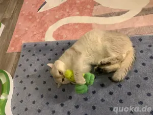 Bkh Britisch Kurzhaar Kater mit Stammbaum Bild 4