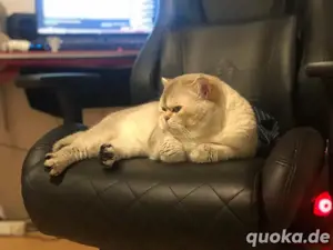 Bkh Britisch Kurzhaar Kater mit Stammbaum Bild 2