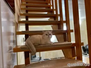 Bkh Britisch Kurzhaar Kater mit Stammbaum Bild 3