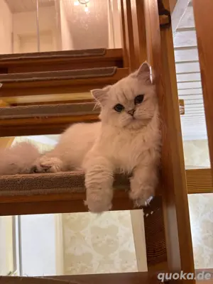 Prinz Anthony    Deckkater m. Stammbaum