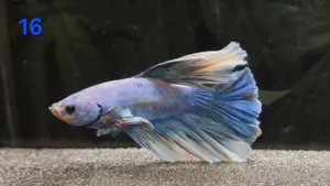 Kampffisch Männchen Betta splendens Halfmoon 
