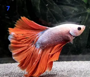 Kampffisch Männchen Betta splendens Halfmoon 
