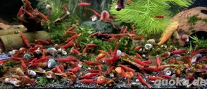 Red Sakura Zwerggarnelen Garnelen Neocaridina davidi 