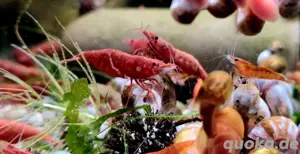 Red Sakura Zwerggarnelen Garnelen Neocaridina davidi  Bild 2