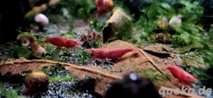 Red Sakura Zwerggarnelen Garnelen Neocaridina davidi  Bild 5