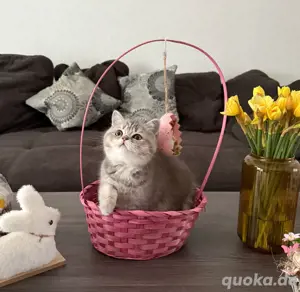 Mädchen zu verkaufen BKH