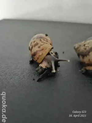 Lissachatina Reticulata 