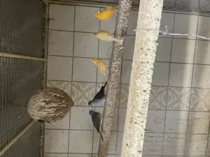 Kanarienvögel aus Hobbyzucht Bild 2