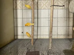 Kanarienvögel aus Hobbyzucht Bild 5