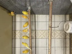 Kanarienvögel aus Hobbyzucht Bild 4