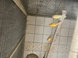 Kanarienvögel aus Hobbyzucht Bild 3