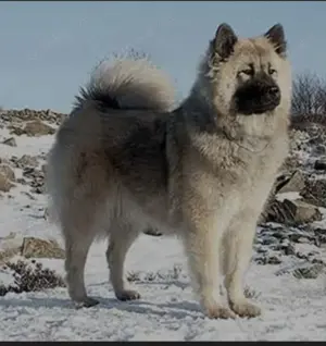 Eurasier gesucht ....