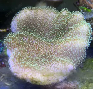 Diverse Weichkorallen Bild 3