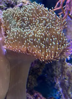 Diverse Weichkorallen Bild 6