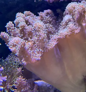 Diverse Weichkorallen Bild 5