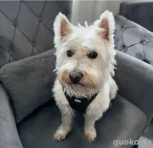 Deckrüde west highland terrier 