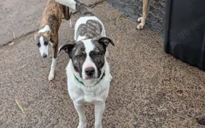 Schenkst du dem tollen Nuca dein Herz? Bild 6