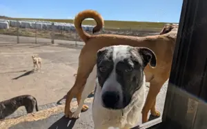 Schenkst du dem tollen Nuca dein Herz? Bild 5