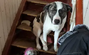 Schenkst du dem tollen Nuca dein Herz? Bild 3