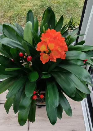 Clivia Ableger