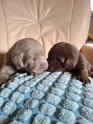 Labradorwelpen 