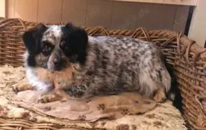 kleine MINNIE sucht Zuhause