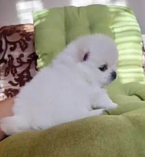 Traumhafte Pomeranian-Welpen   kleine Wuschel mit großem Herz! 