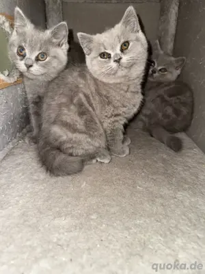 Britisch Kurzhaar kitten