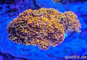 Ricordea Yuma Godzilla Bounce Scheibenanemonen Korallen Bild 2