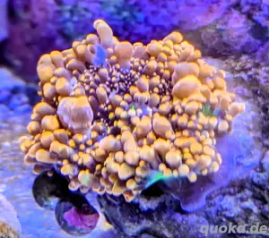 Ricordea Yuma Godzilla Bounce Scheibenanemonen Korallen Bild 3
