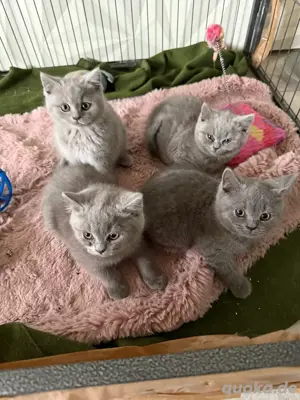 Britisch Kurzhaar kitten