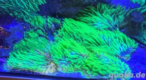 Korallen Ableger Cycloseris Fungia multicolor