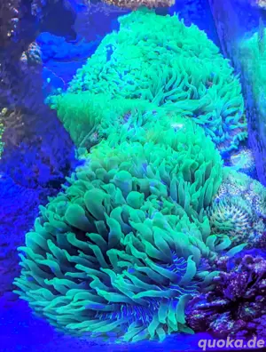 Korallen Ableger Cycloseris Fungia multicolor