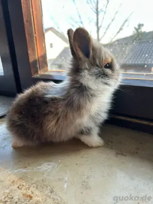 löwenkopfhasen zwergkaninchen handzahm 