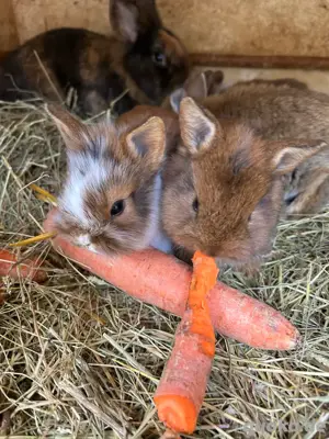 löwenkopfhasen zwergkaninchen handzahm 