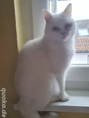 Kater Cody