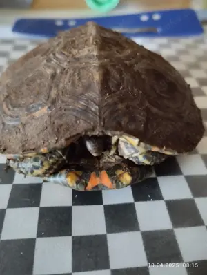 Prachtherdschildkröten 