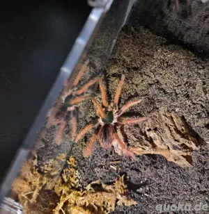 Megaphobema robustum 3cm Kl 0.0.1