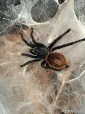 Chromatopelma cyaneopubescens 0.1 5-6cm KL