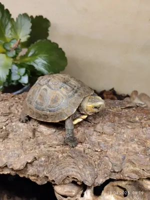 Cuora flavonarginata 