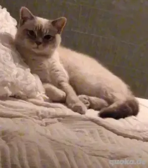 Deckkater Ciri 100 Euro. Nicht zum Verkauf.  Bild 3