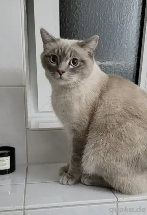 Deckkater Ciri 100 Euro. Nicht zum Verkauf.  Bild 4
