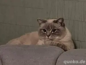Deckkater Ciri 100 Euro. Nicht zum Verkauf. 