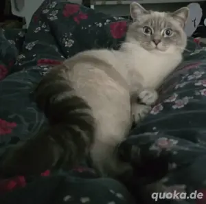 Deckkater Ciri 100 Euro. Nicht zum Verkauf.  Bild 2